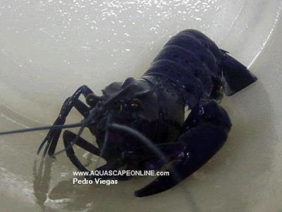 Australian True blue Lobster 6"